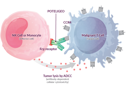 Image showing POTELIGEO targeting a Malignant T cell